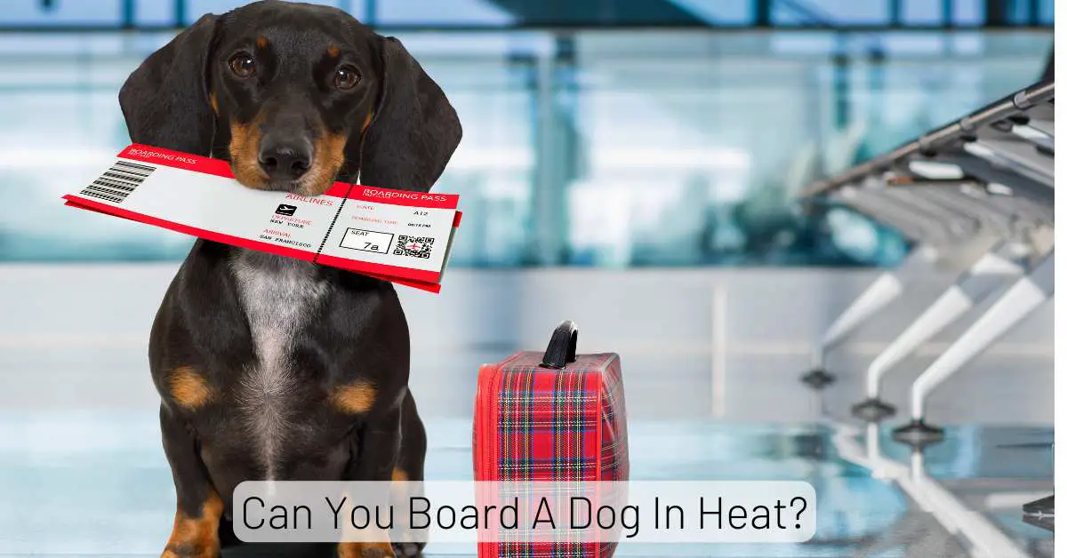 Can You Board A Dog In Heat? Essential Requirements