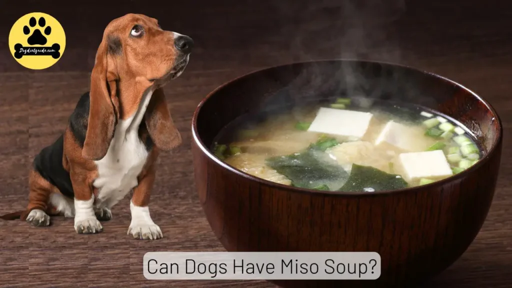 Can Dogs eat Miso Soup