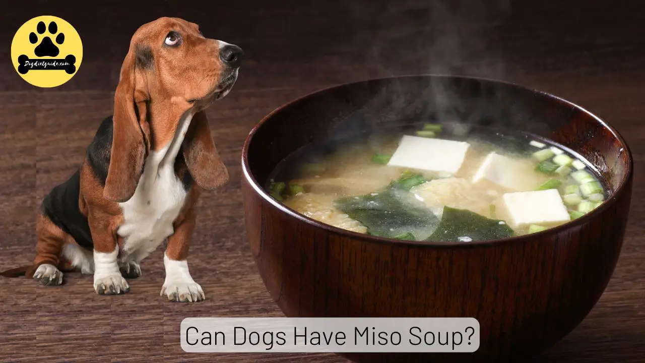 Can Dogs Have Miso Soup? Exploring Health Risks