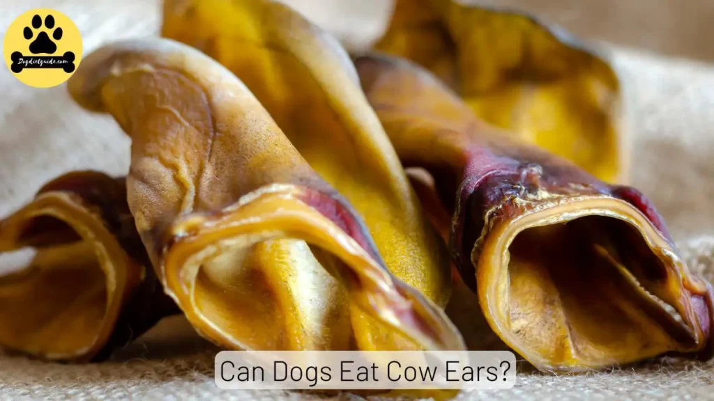 Cow Ears For Dogs