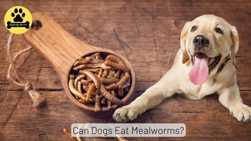 Dogs Mealworms