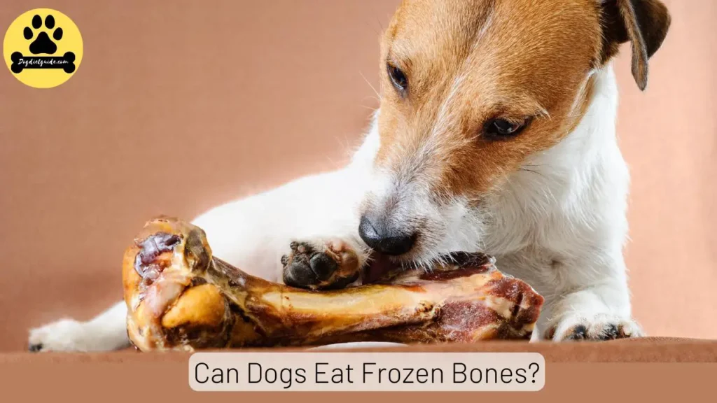 Dogs Eat Frozen Bones