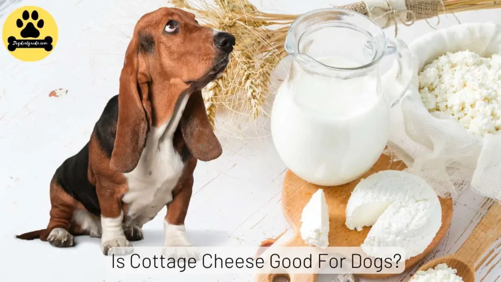 can dogs eat Cottage Cheese