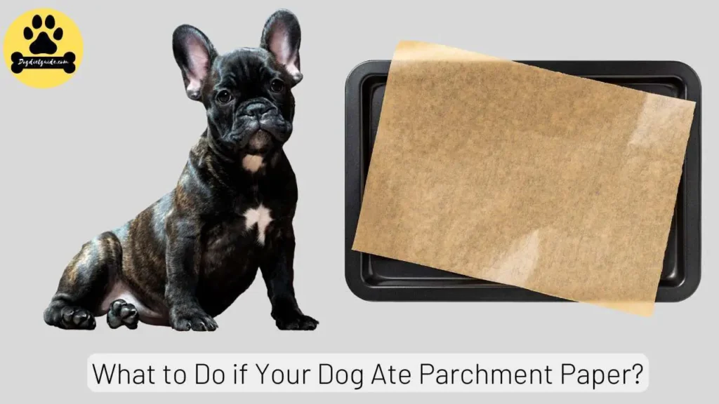 Dog Ate Parchment Paper