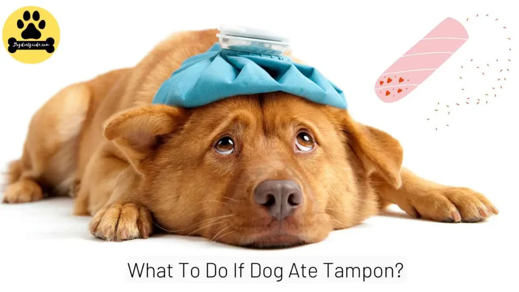 What To Do If Dog Ate Tampon