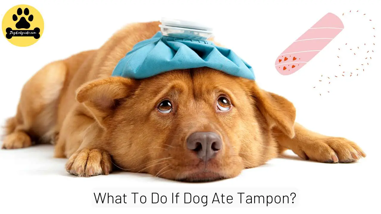 What To Do If Dog Ate Tampon? (How Long To Pass?)