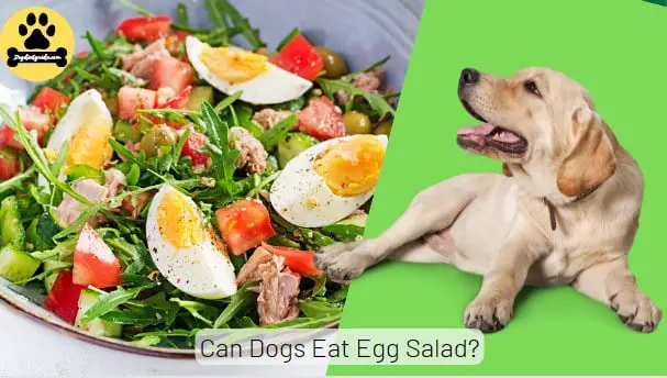 Can Dogs Eat Egg Salad