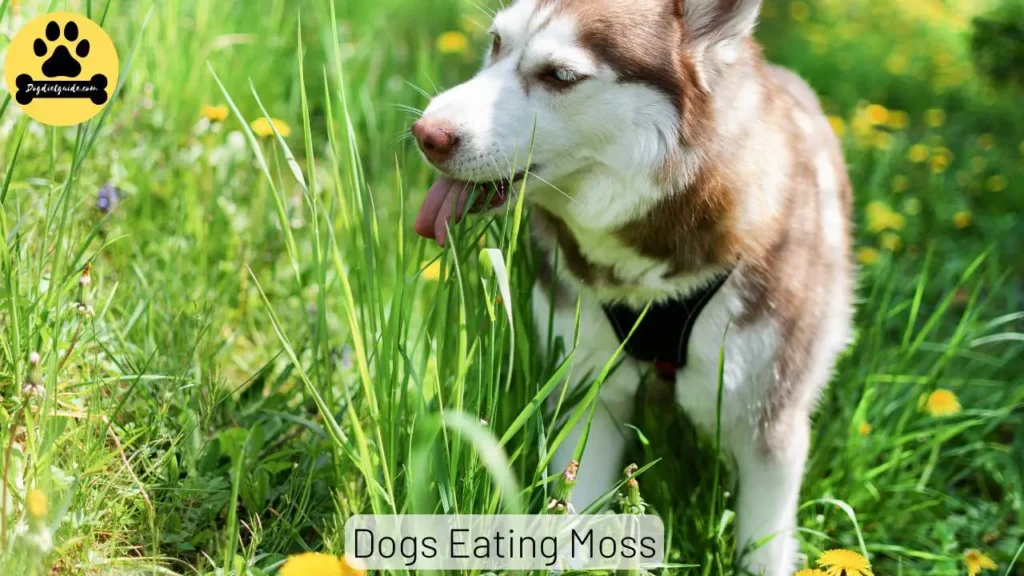 Dogs Eating Moss