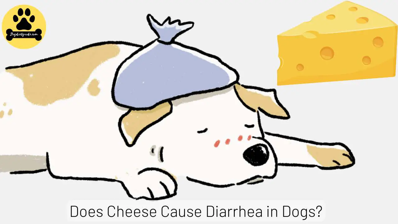 Does Cheese Cause Diarrhea in Dogs? (Risks & Safe Variants)