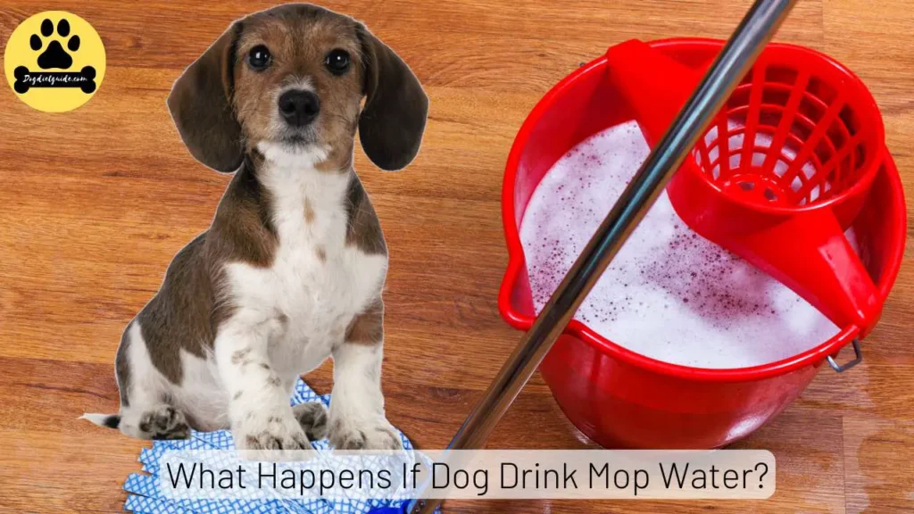 What Happens If Dog Drink Mop Water