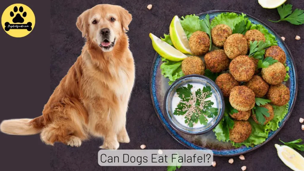 Dogs Eat Falafel