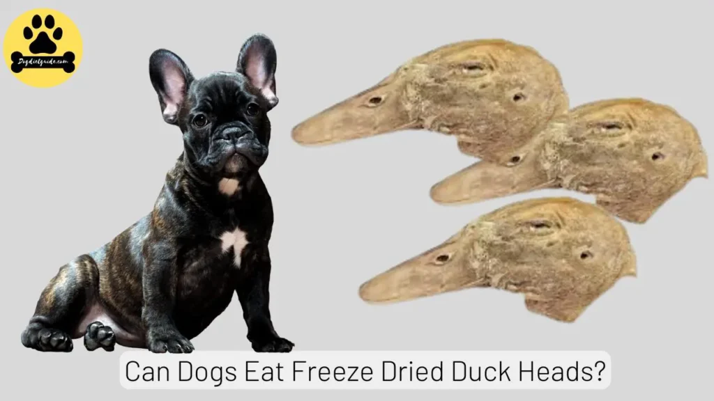 Dogs Eat Freeze Dried Duck Heads