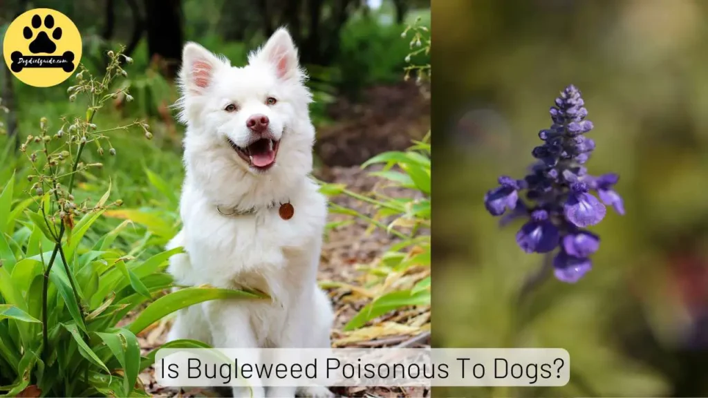 Bugleweed toxic To Dogs