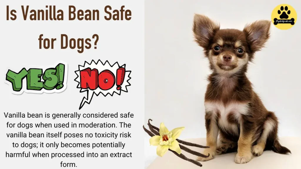Is Vanilla Bean Safe for Dogs