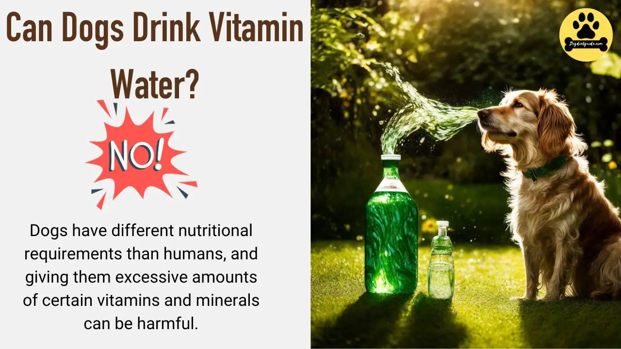 Can Dogs Drink Vitamin Water? Risks & Safe Alternatives