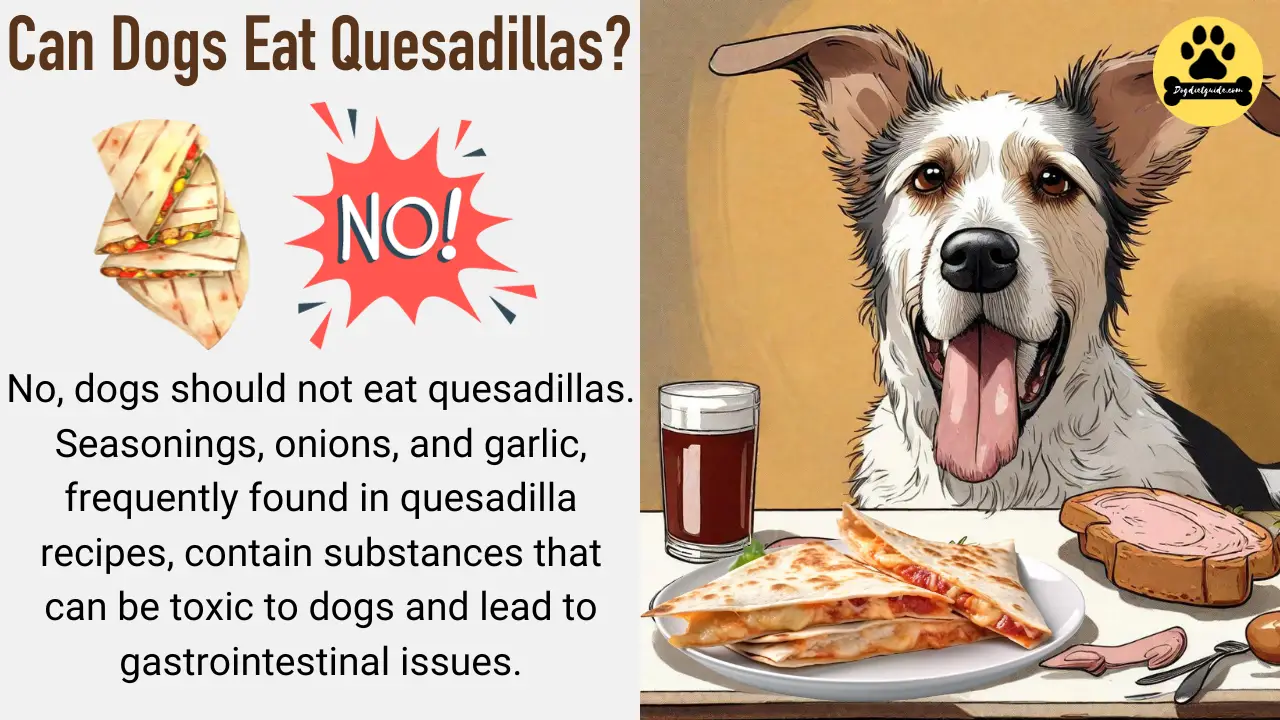 Can Dogs Eat Quesadillas? Health Risks » Pets Kor