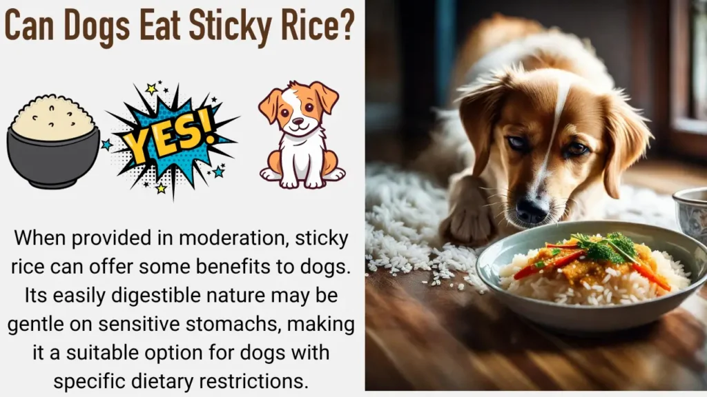 Can Dogs Eat Sticky Rice