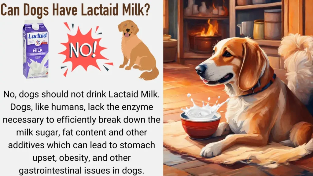 Can Dogs Have Lactaid Milk