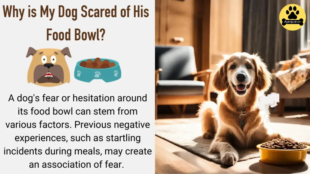 Why is My Dog Scared of His Food Bowl