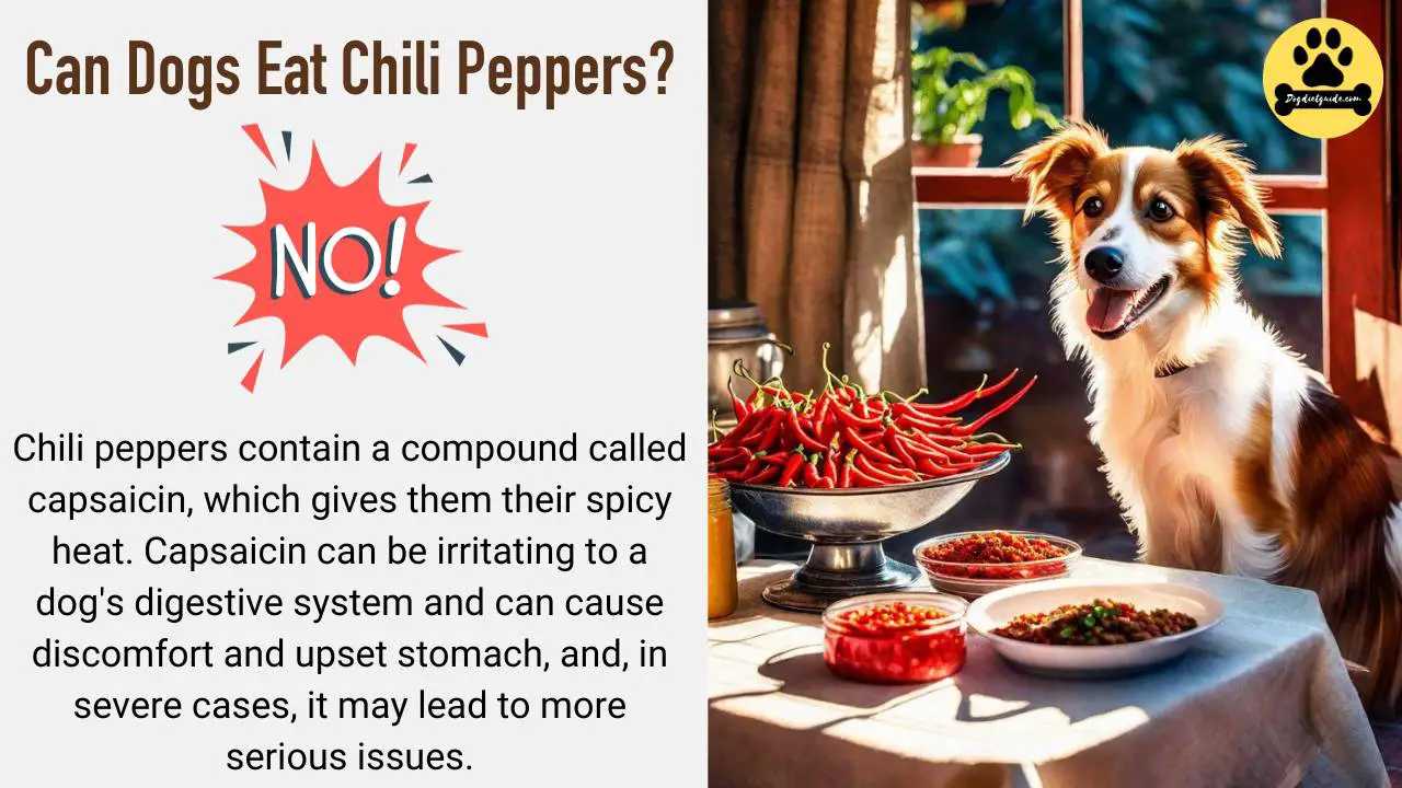 Can Dogs Eat Chili Peppers? Health Risks