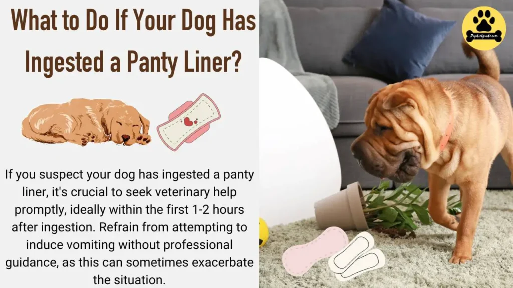 dog eat panty liner