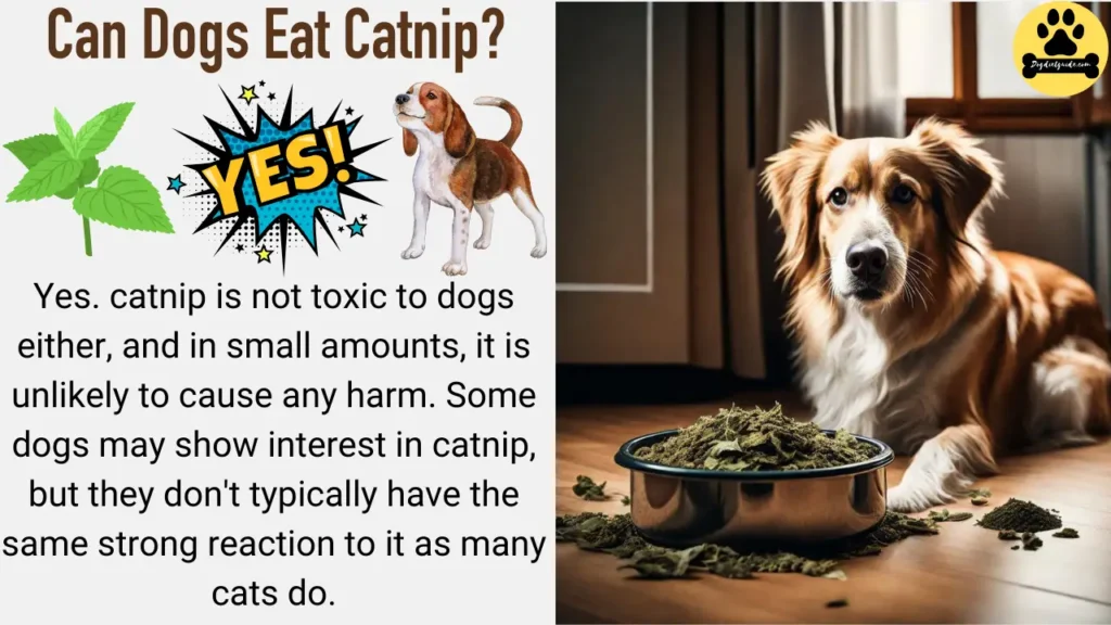 Can Dogs Eat Catnip?