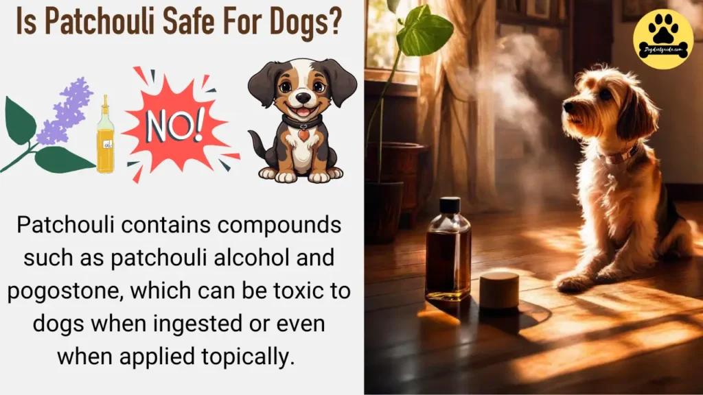 Is Patchouli Safe For Dogs