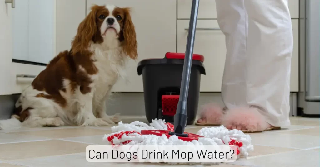 Can Dogs Drink Mop Water