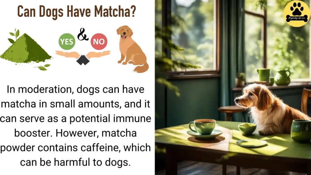 Can Dogs Have Matcha