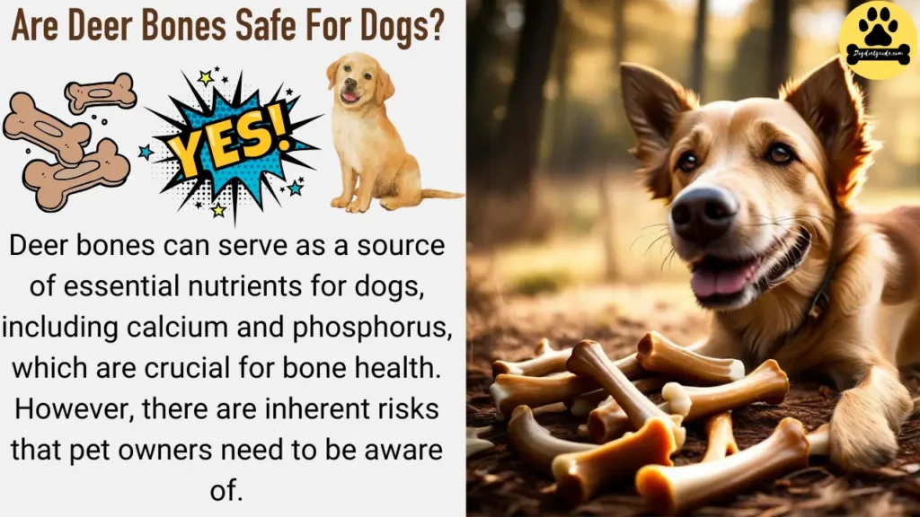 Are Deer Bones Safe For Dogs?