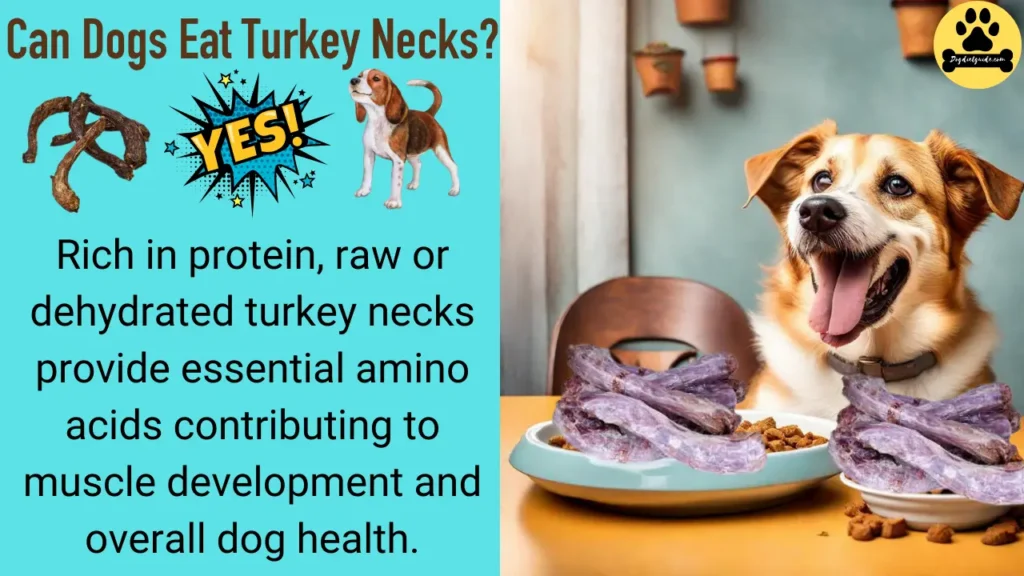 Can Dogs Eat Turkey Necks