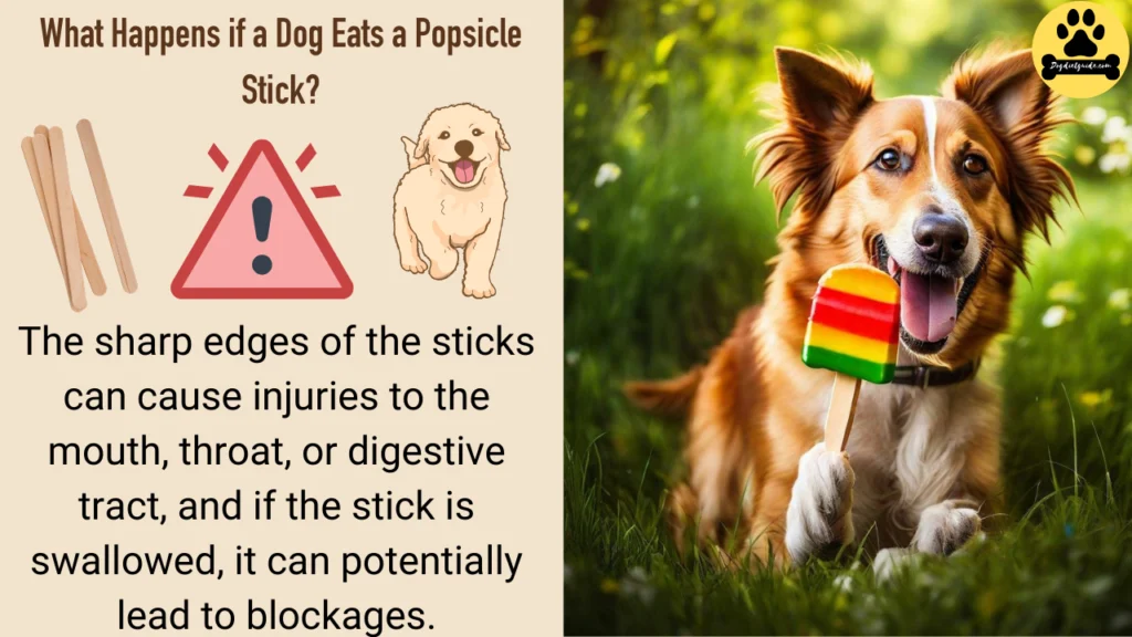 What Happens if a Dog Eats a Popsicle Stick