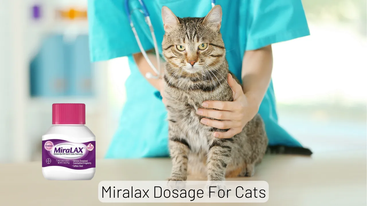 Miralax Dosage For Cats: Dosage Chart By Weight