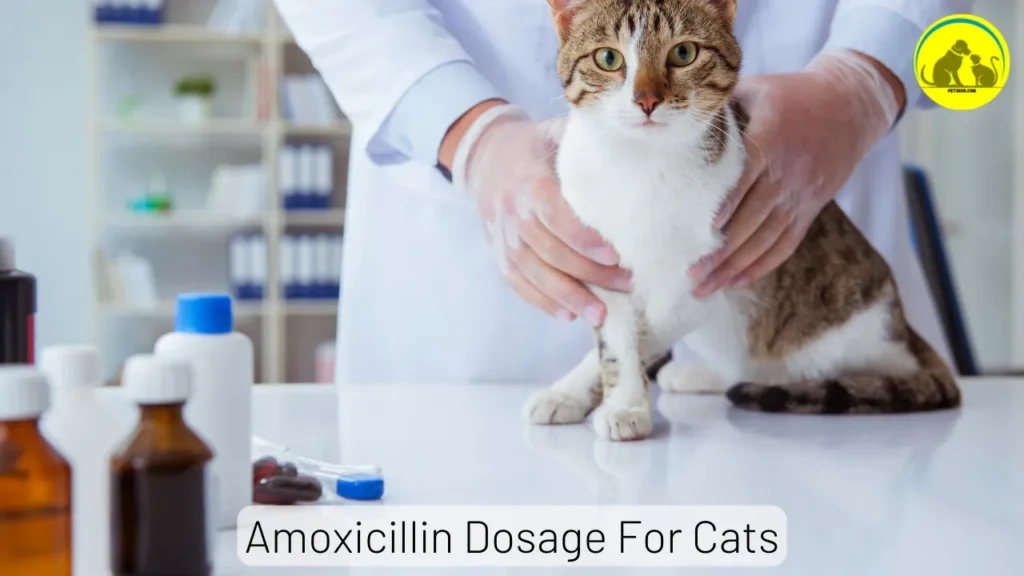 Amoxicillin Dosage For Cats