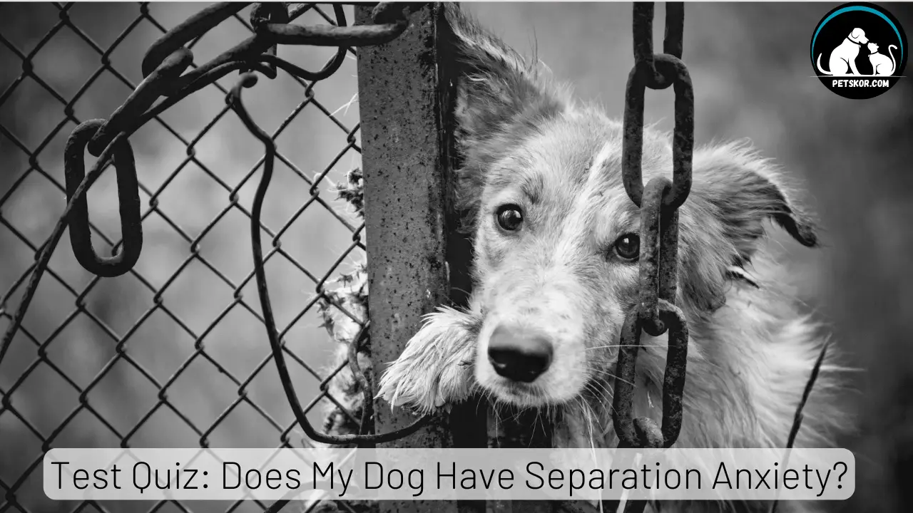 Test Quiz Does My Dog Have Separation Anxiety?