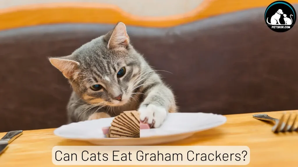 Can Cats Eat Graham Crackers