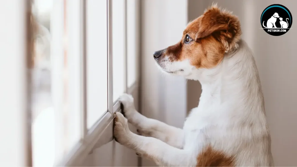 sad dog in the window