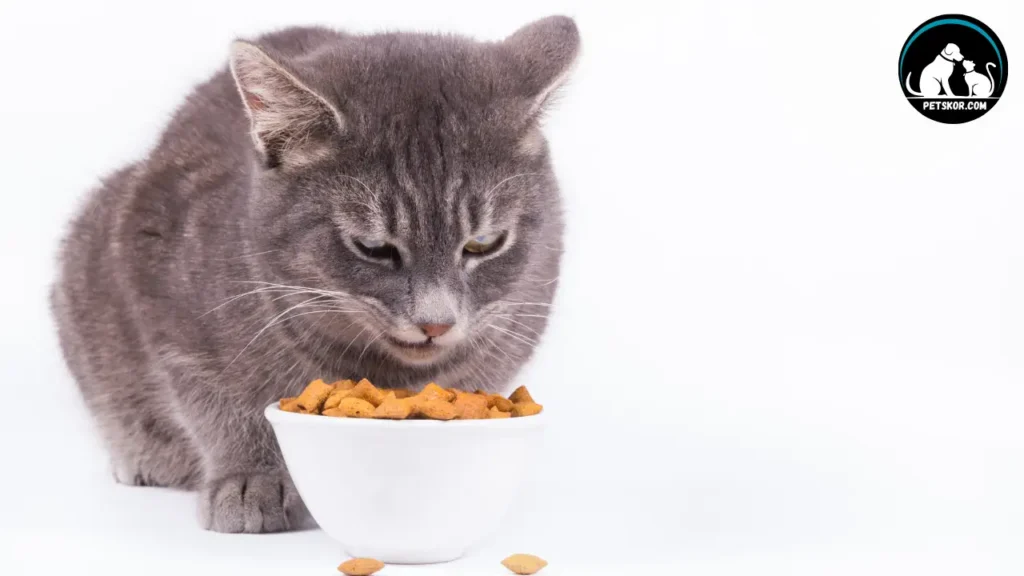 Safe Alternatives to Graham Crackers For Cats