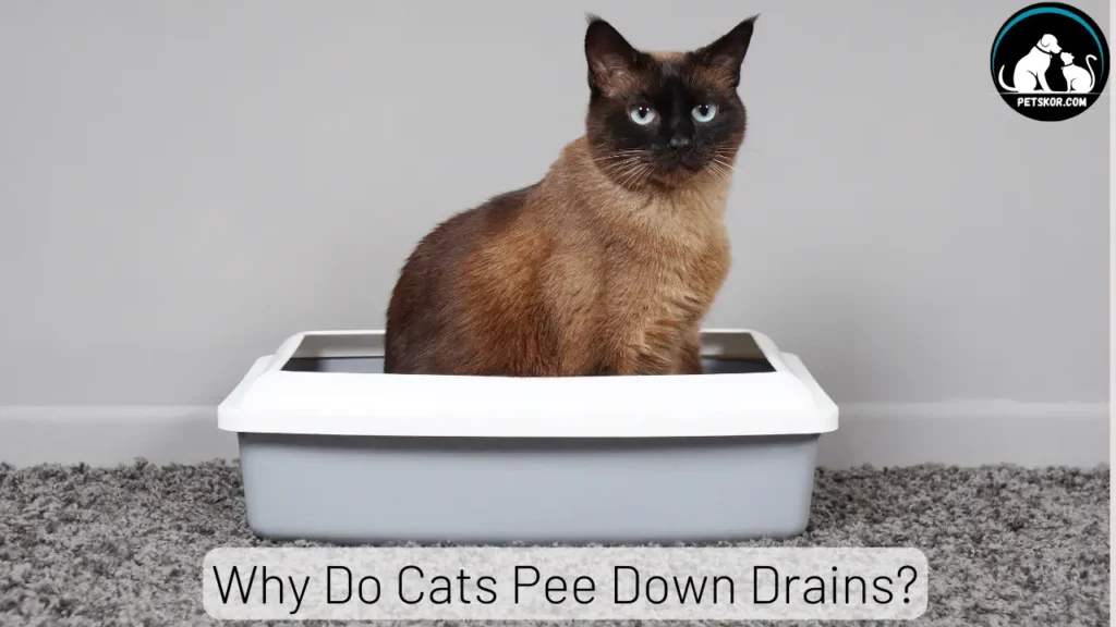 Why Do Cats Pee Down Drains
