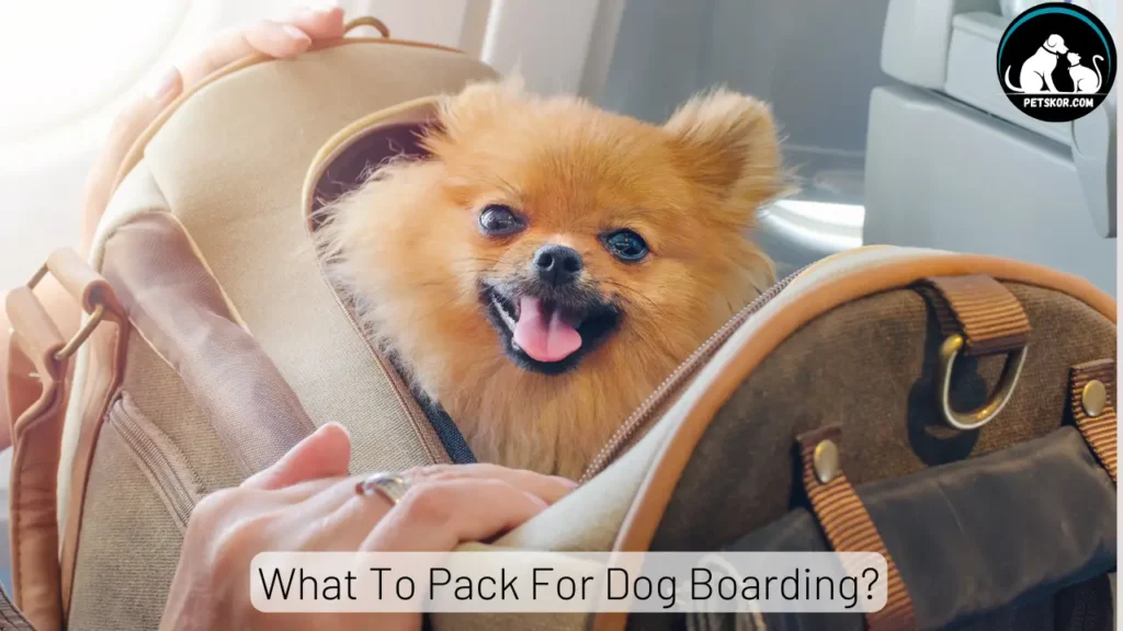What To Pack For Dog Boarding