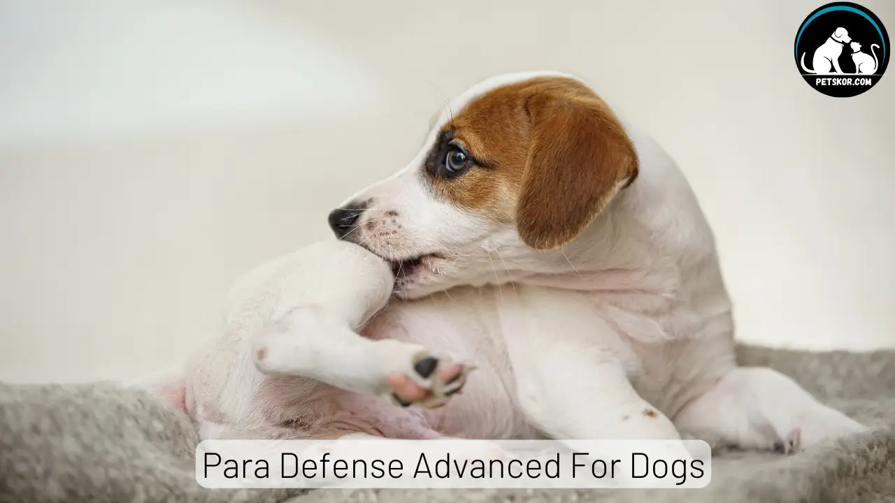 Para Defense Advanced For Dogs: Uses And Safety Precautions