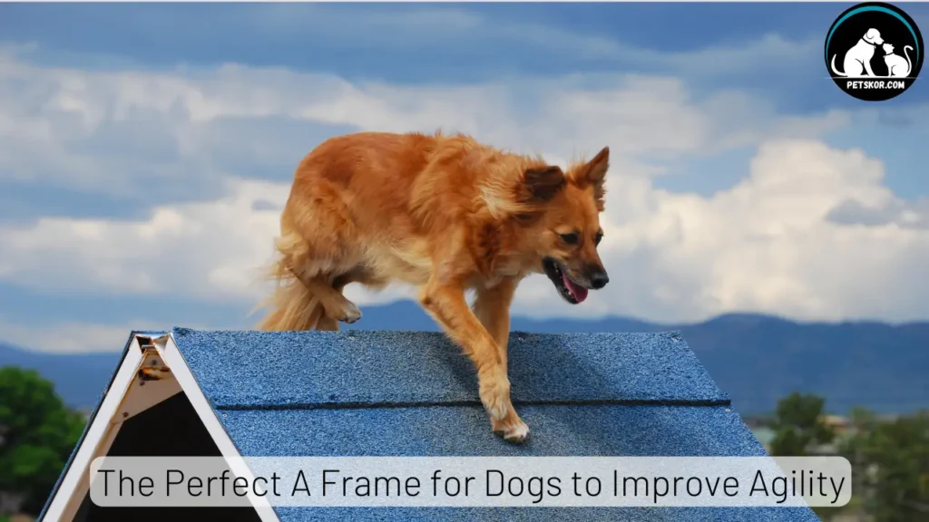 The Perfect A Frame for Dogs to Improve Agility