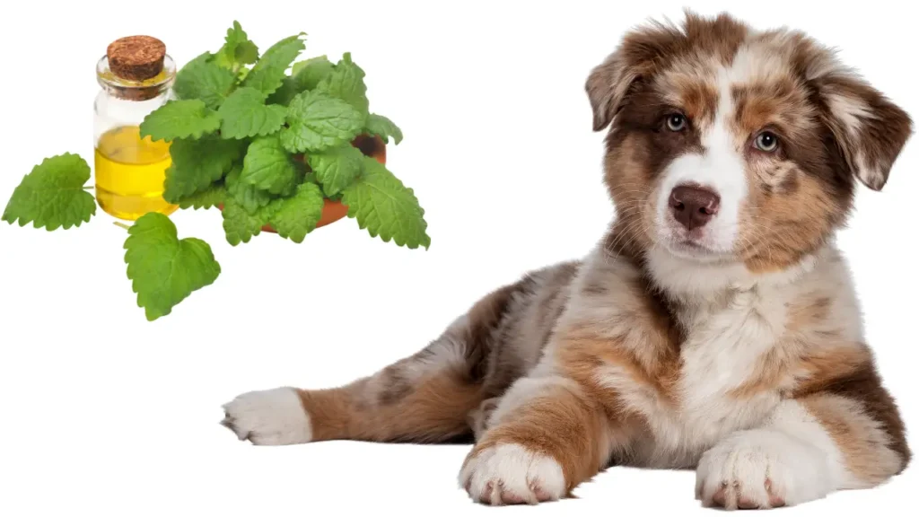 Is Peppermint Safe for Dogs