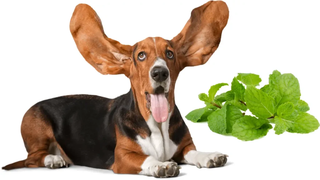 Peppermint for Dogs