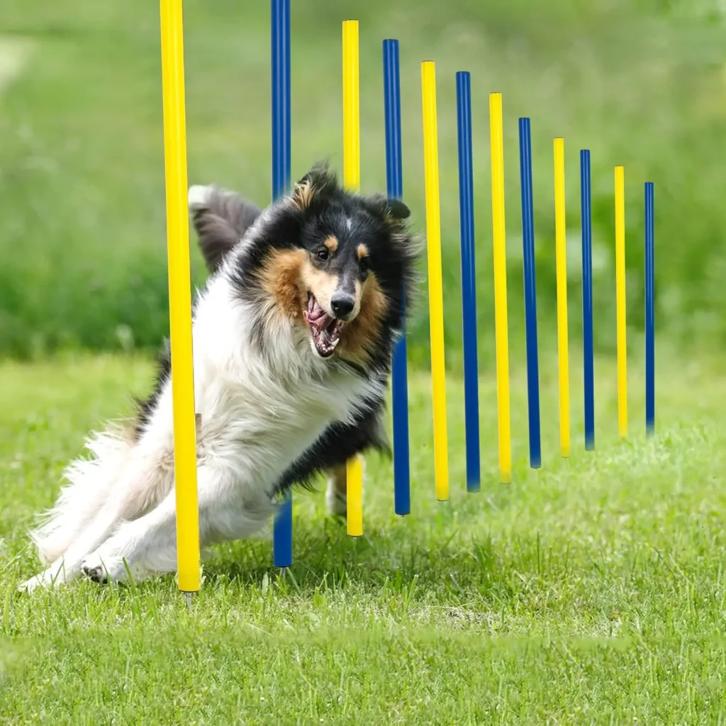 Dog Agility Equipment