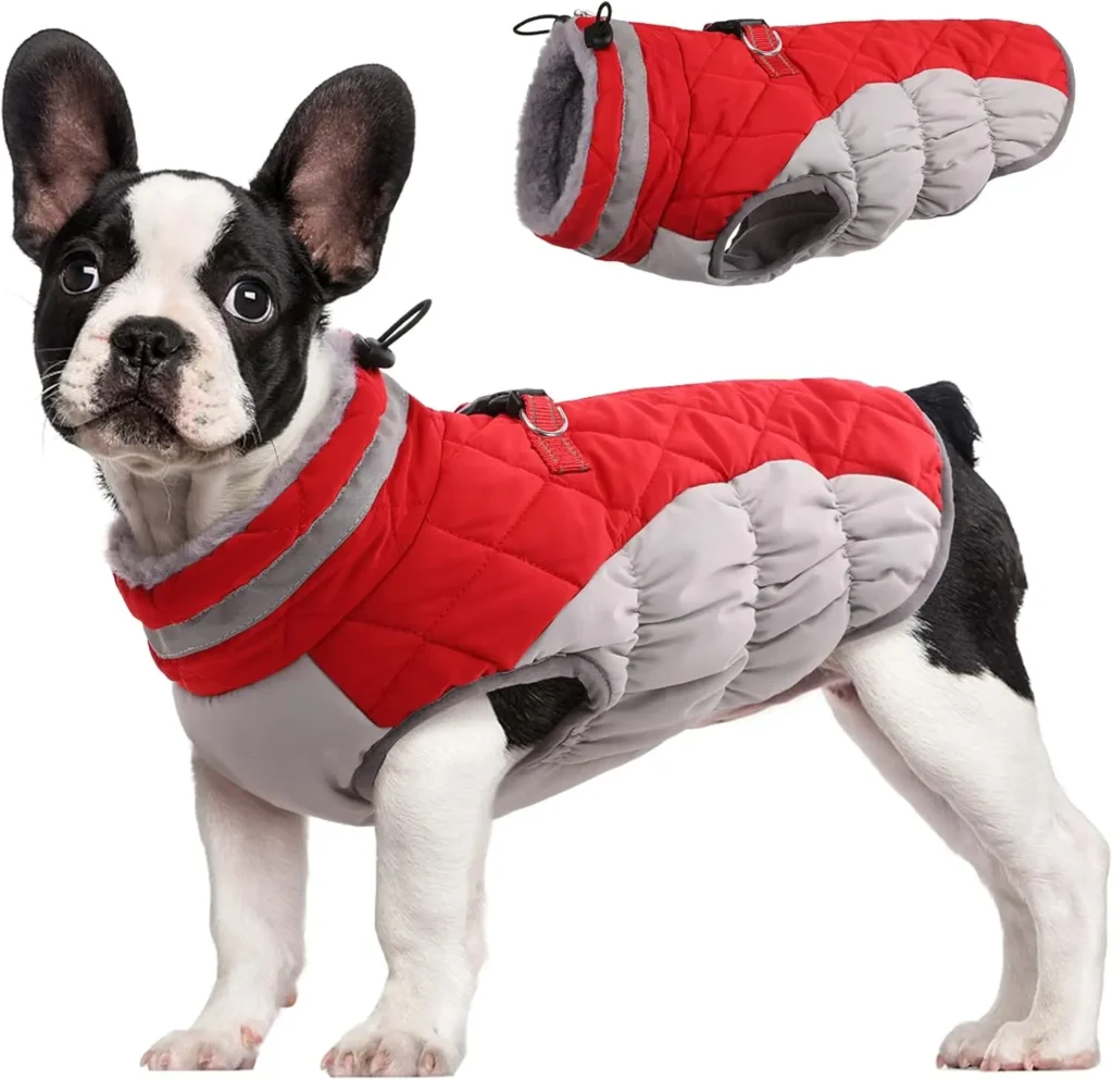 Dog Snow Jacket