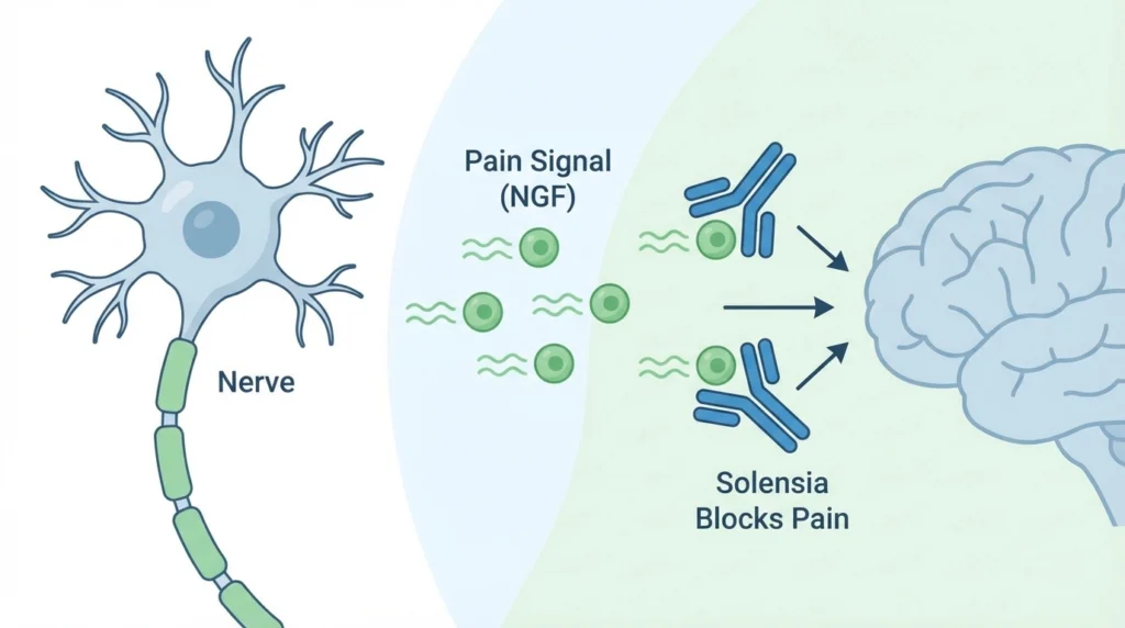 What Does Solensia Do for Cats?